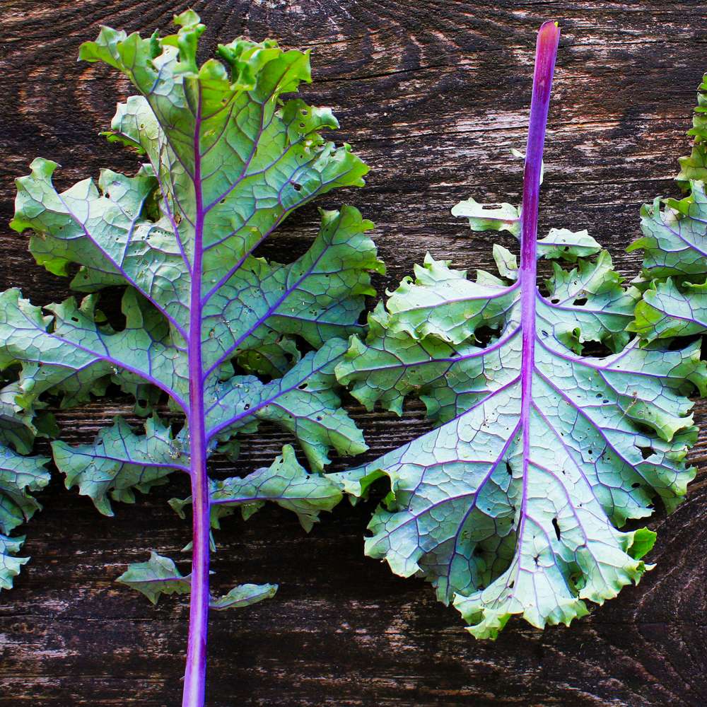 Grönkål 'Red Russian' (frö)